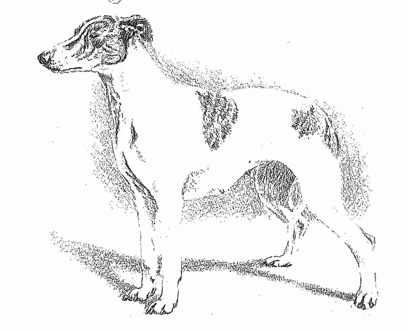 Magyar Agár — FCI Standard No. 240 illustration